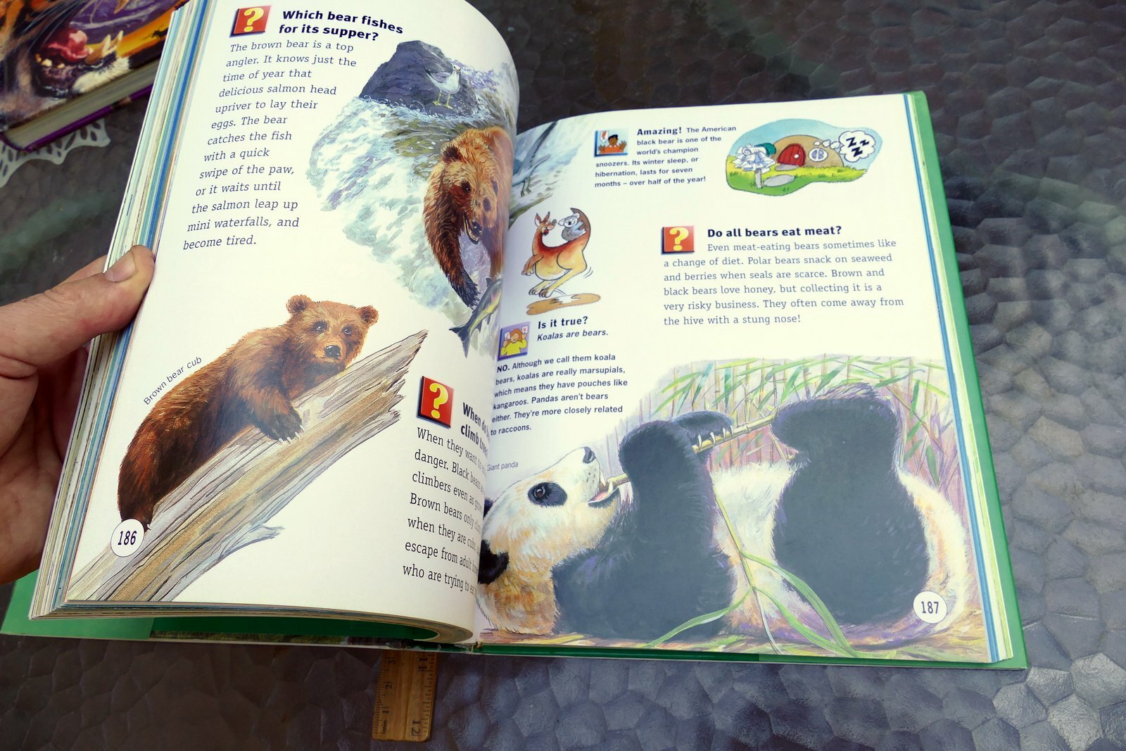 Questions and Answers Wild Wild World (Hardcover) Book Dangerous Exciting Animal