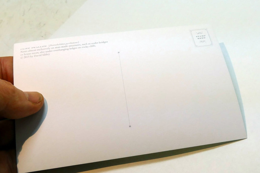 Cliff Swallow   Postcard Bird by David Sibley - unposted , new