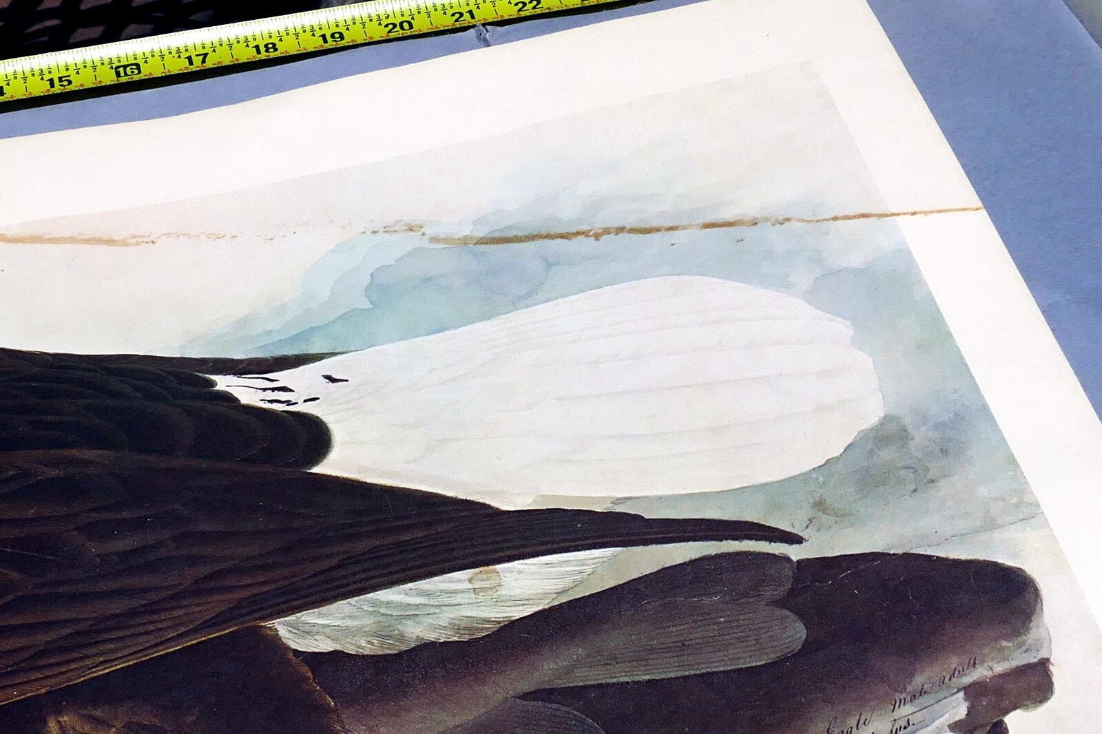 1966 Audubon Print  Bald Eagle plate 14, bird print poster 20X26"