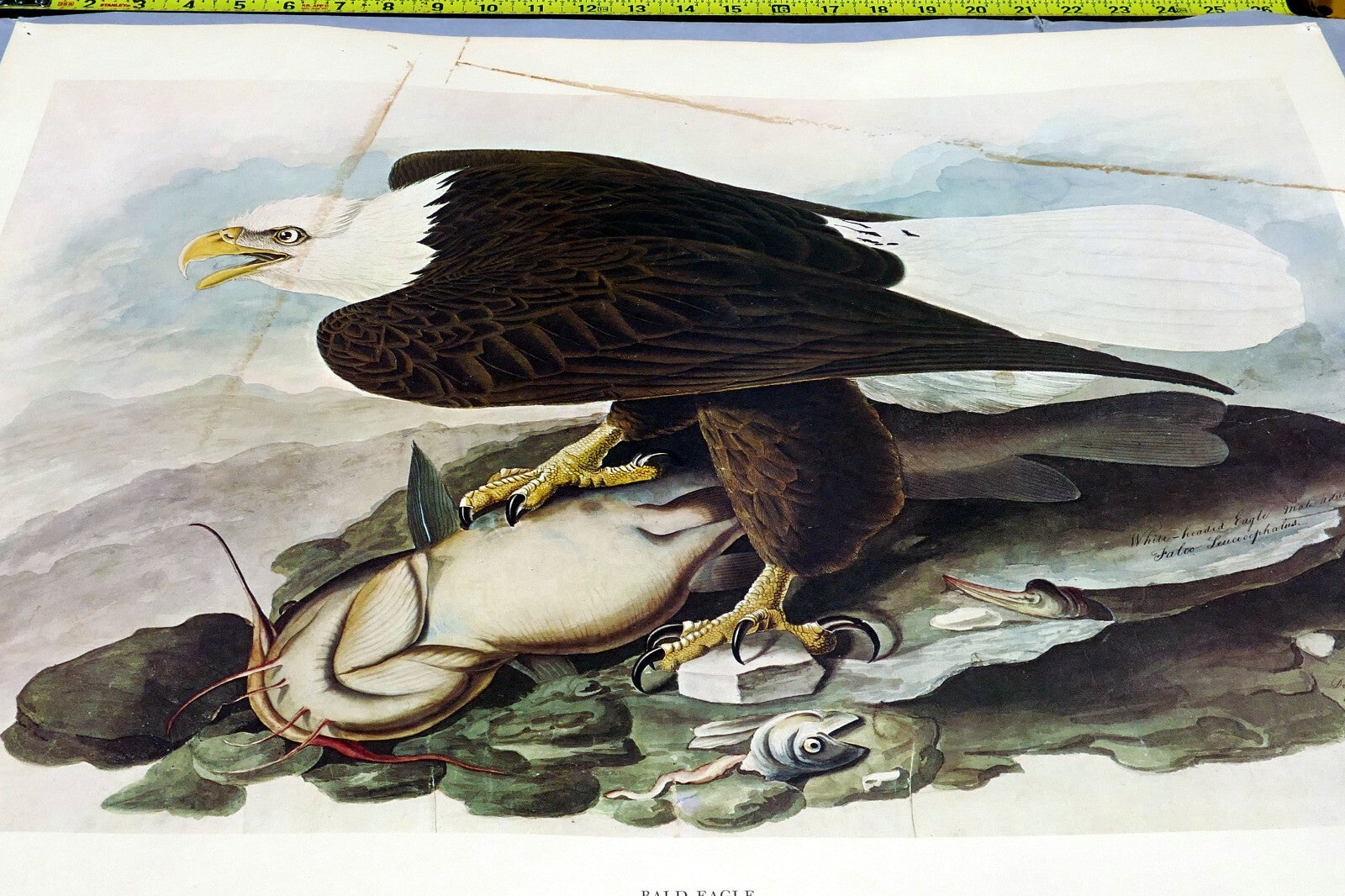 1966 Audubon Print  Bald Eagle plate 14, bird print poster 20X26"