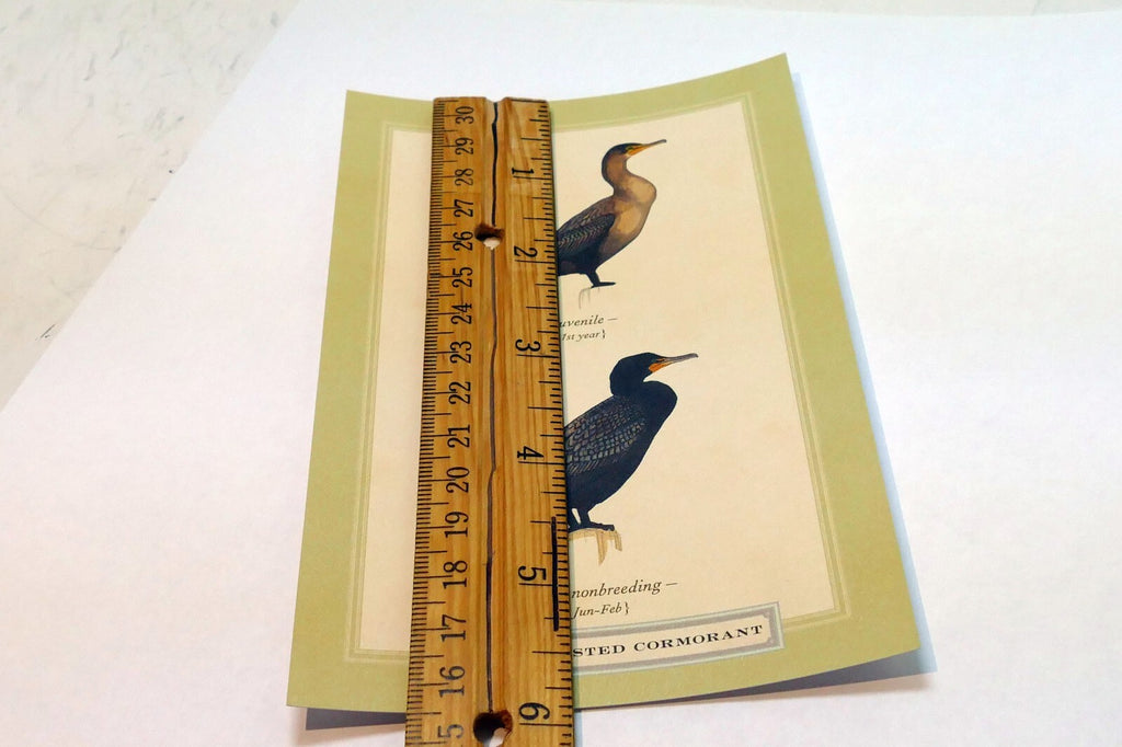 Double Crested Cormorant Postcard Bird by David Sibley - unposted , new
