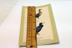 Double Crested Cormorant Postcard Bird by David Sibley - unposted , new