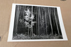 Aspens Northern New Mexico 1955 photo by Ansel Adams POSTCARD A-55 VII