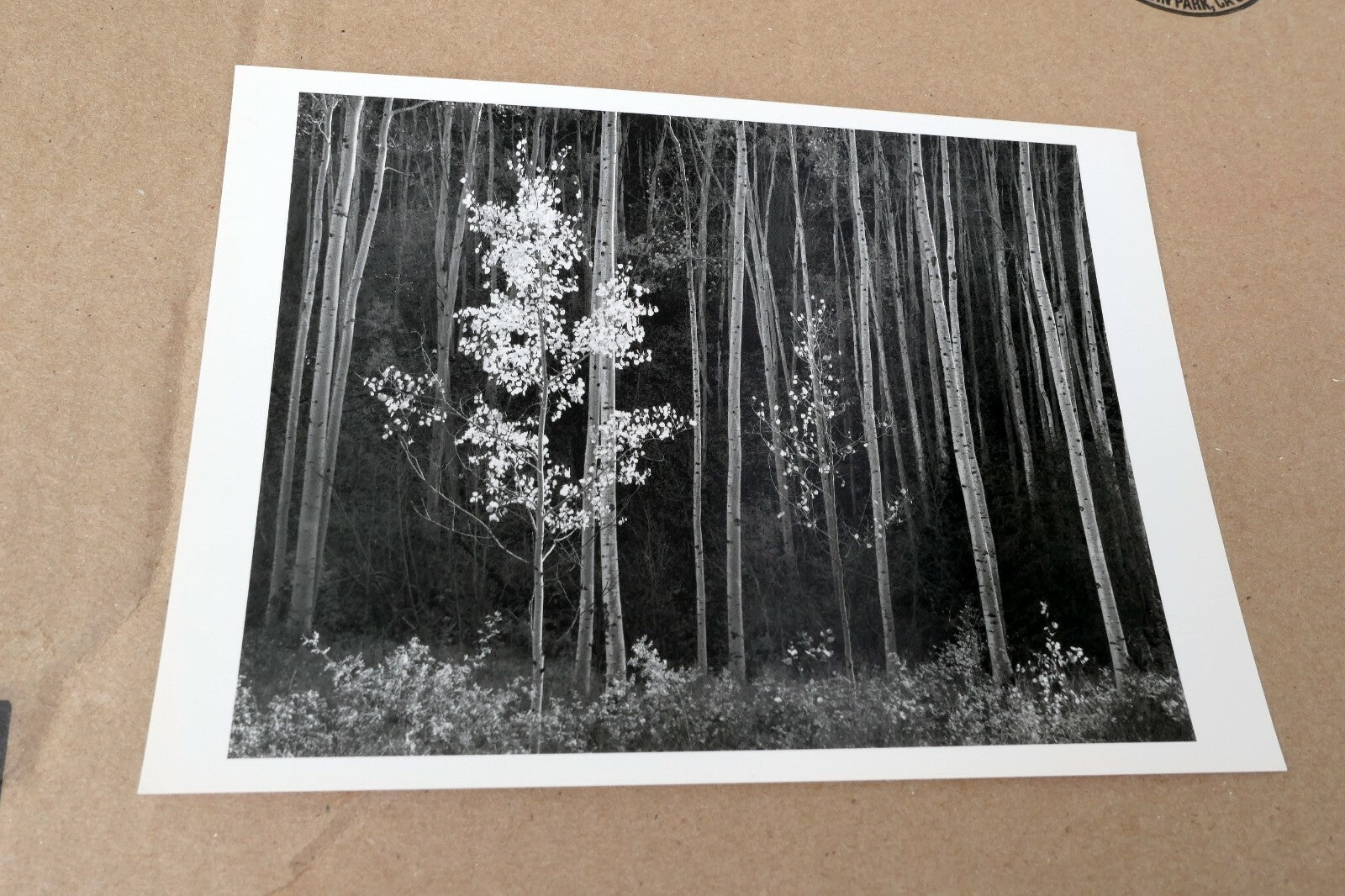 Aspens Northern New Mexico 1955 photo by Ansel Adams POSTCARD A-55 VII