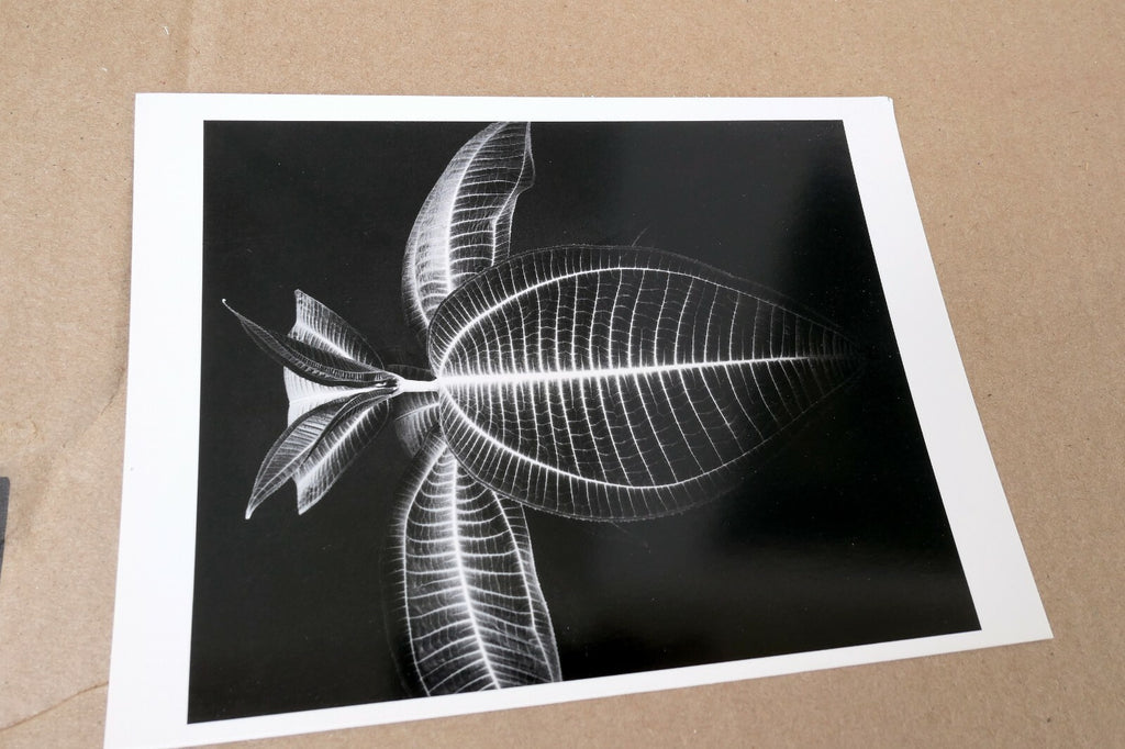 Miconia Magnifica Mill Valley 1977 Photograph by Don Worth D-006 greeting card