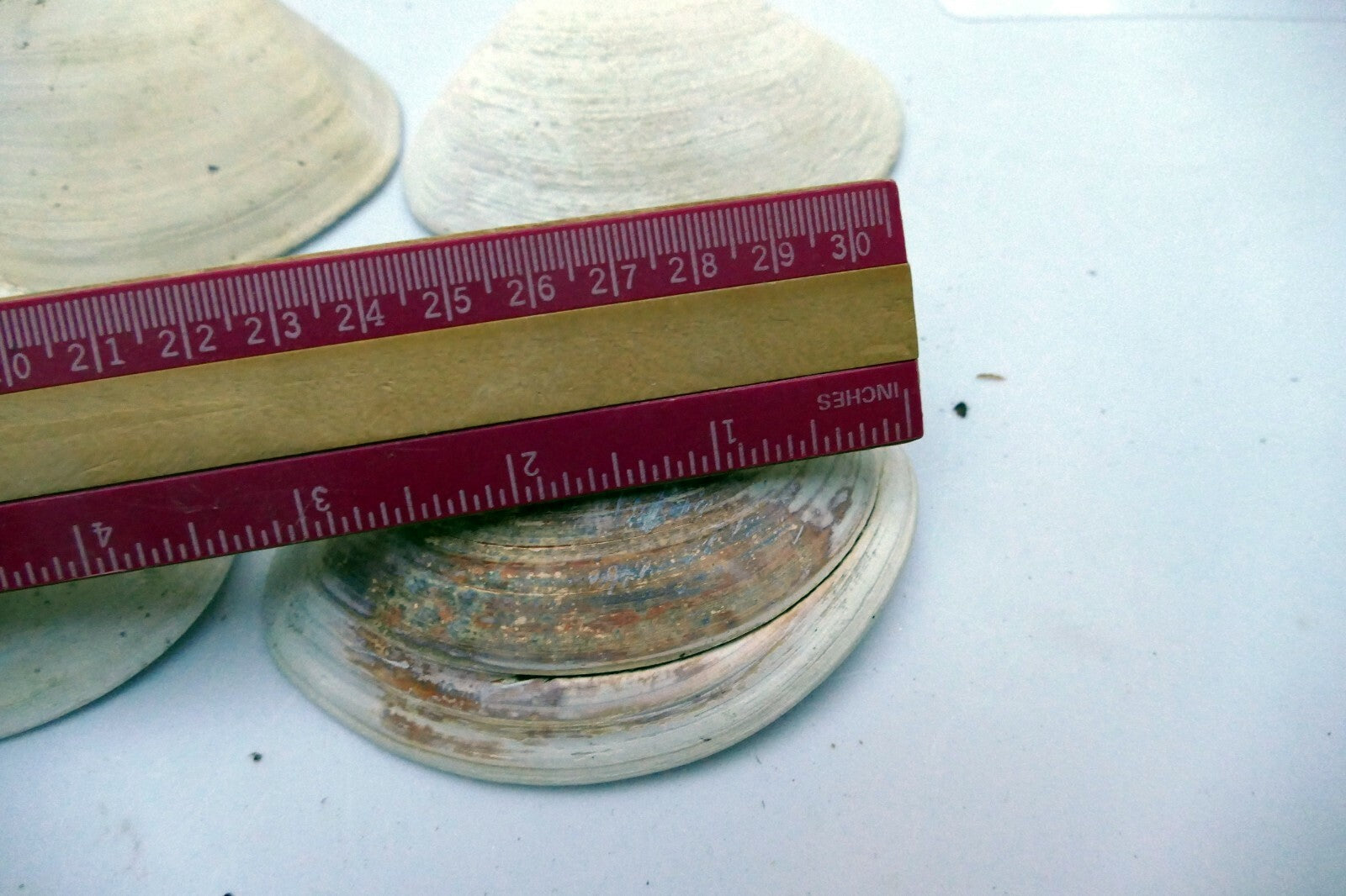 Single Clam Shell 4"x3" Seashell from Ocean large sea beach aquarium decor