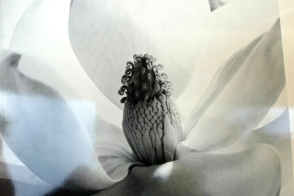 Magnolia blossom 1925 photograph by imogen cunningham postcard ic 3 floral