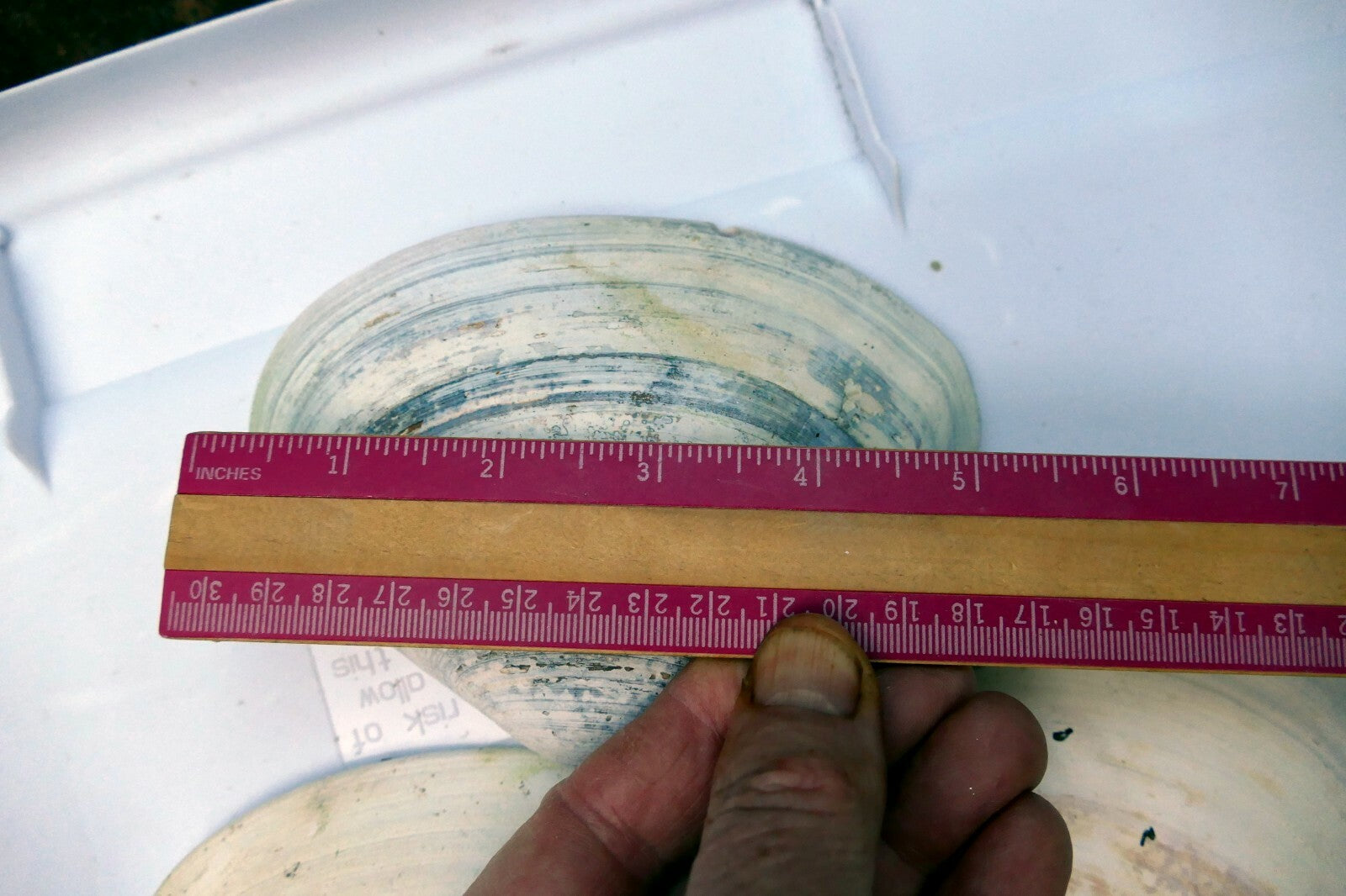 Clam Shell 4"x5" Seashell from Ocean large sea beach aquarium decor 