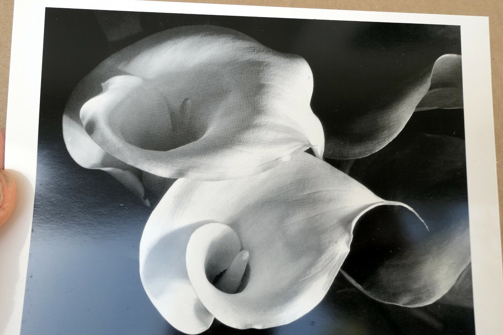 Two Callas 1929 Photograph by Imogen Cunningham POSTCARD unposted IC-2 floral