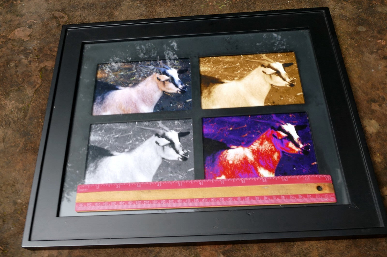 Goat photo art framed with glass 13X16" large collage animal farm pet