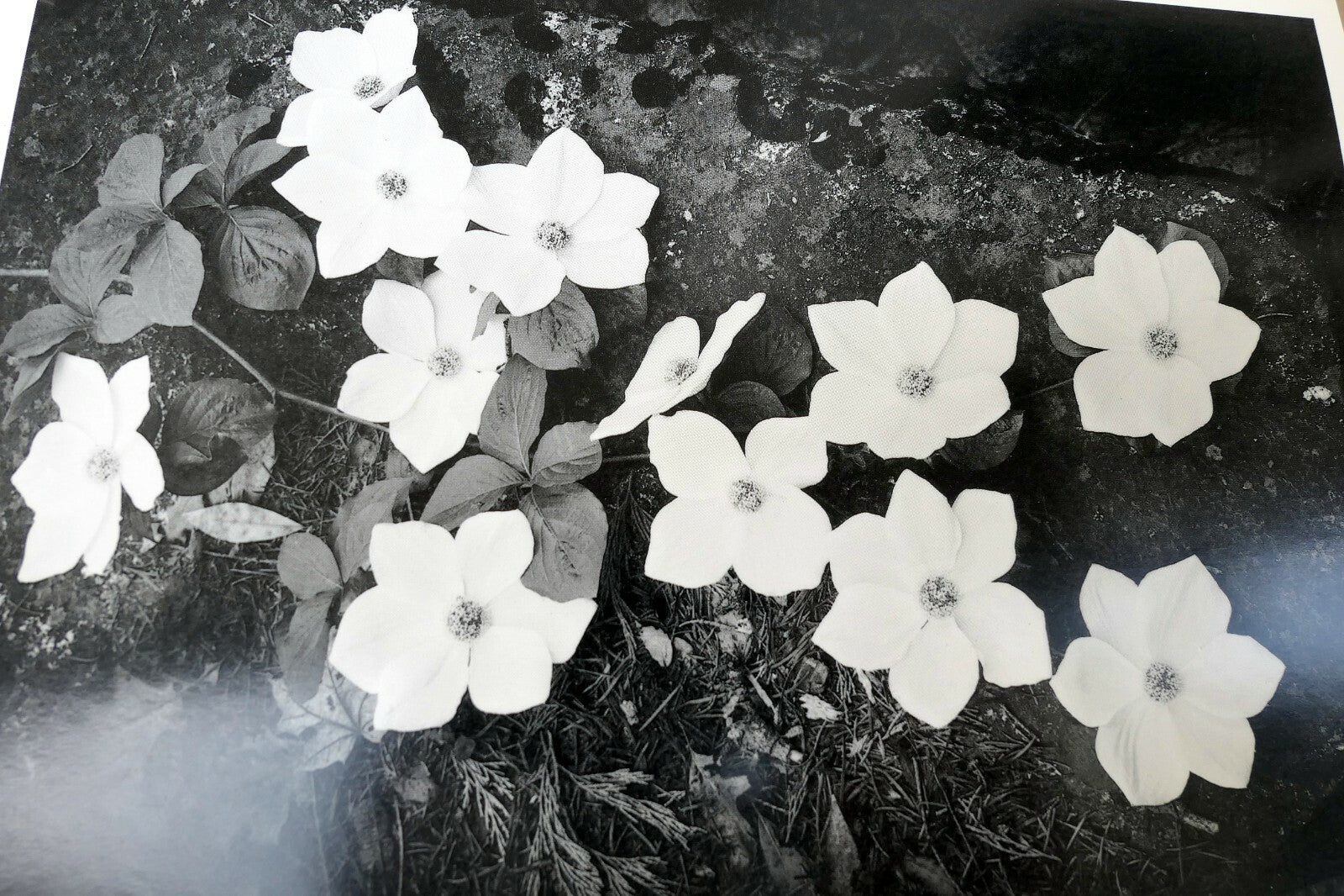 1943 Dogwood Blossoms Yosemite Nat Park Photograph Ansel Adams A016 greeting car