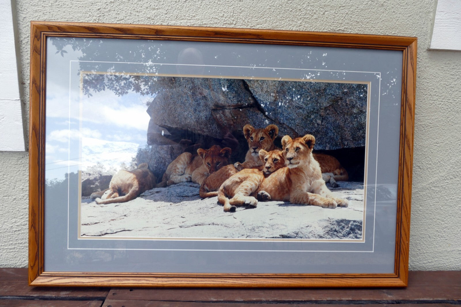 Thomas D. Mangelsen LE 42/1200 print  30X17" "Cub Scouts" resting - signed