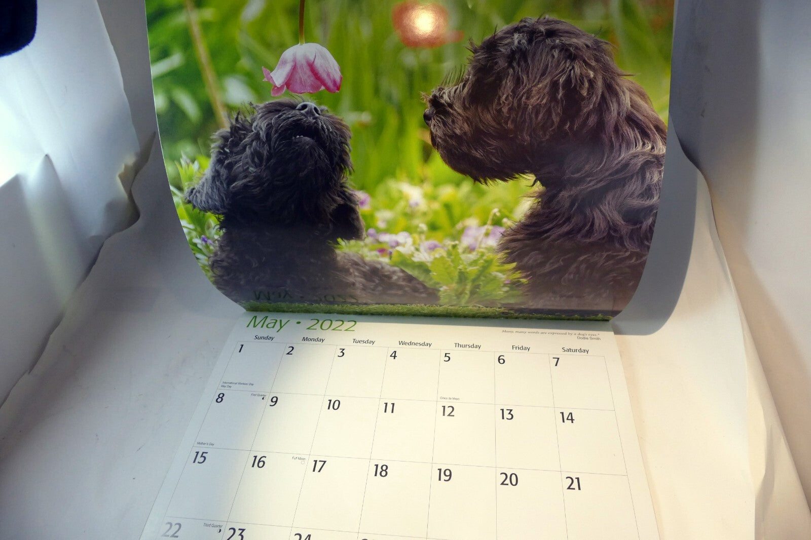 2022 Miniature Calendar puppy dog pics Red Ember family series