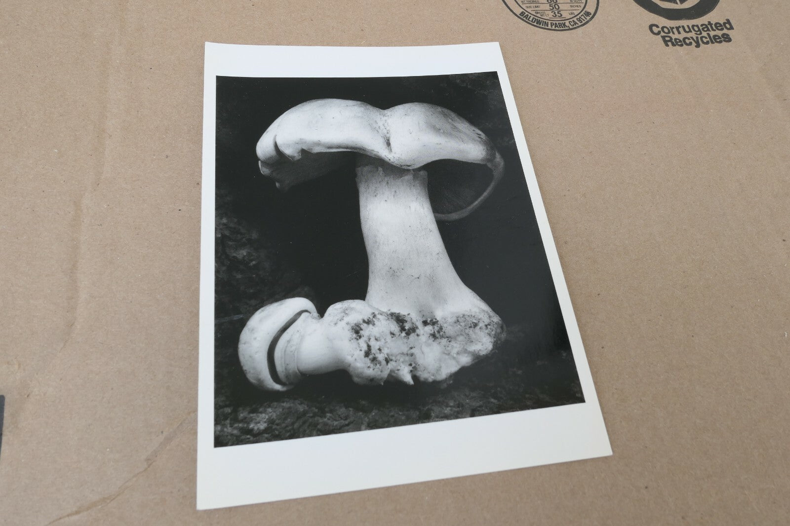 Toadstool 1931 6-FU Photograph by Edward Weston greeting card unposted W-004-75