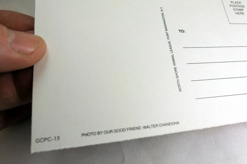 Happy Birthday Postcard Animal Shelter North Shore League Puppy golden retriever