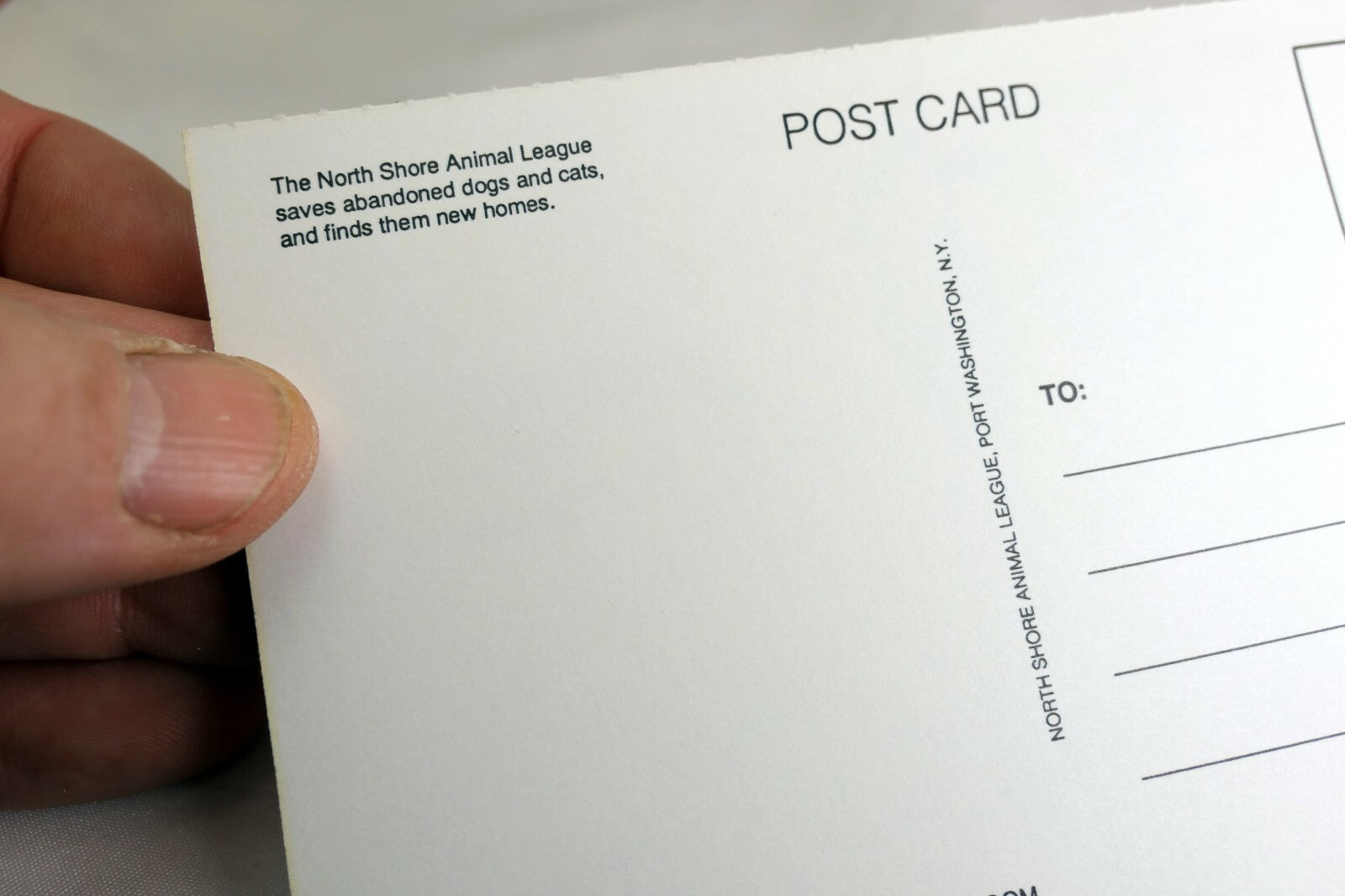 Postcard Animal Shelter North Shore League Adopt a Pet Kitten Cat vintage 1980's