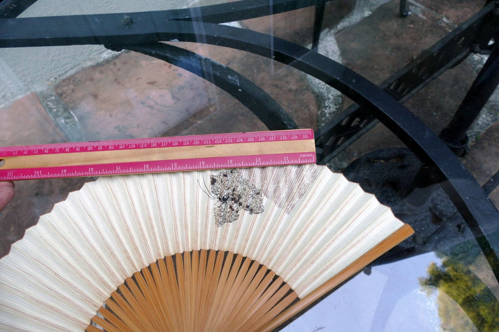 Japanese Hand FOLDING FAN, Bamboo with Cricket hand painted