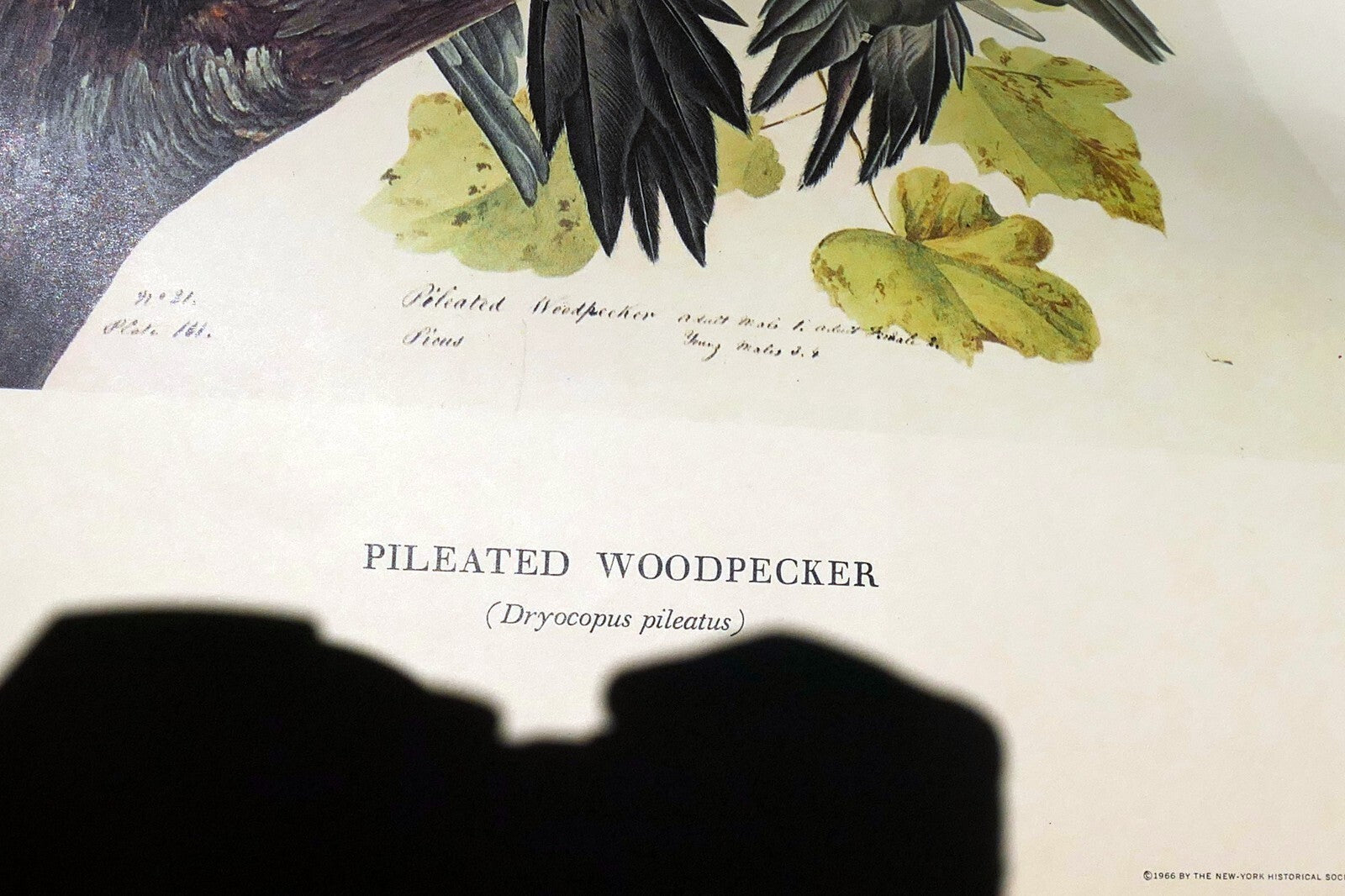 1966 Audubon Print  Pileated Woodpecker plate 111, bird print 15X20" medium