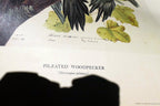 1966 Audubon Print  Pileated Woodpecker plate 111, bird print 15X20" medium