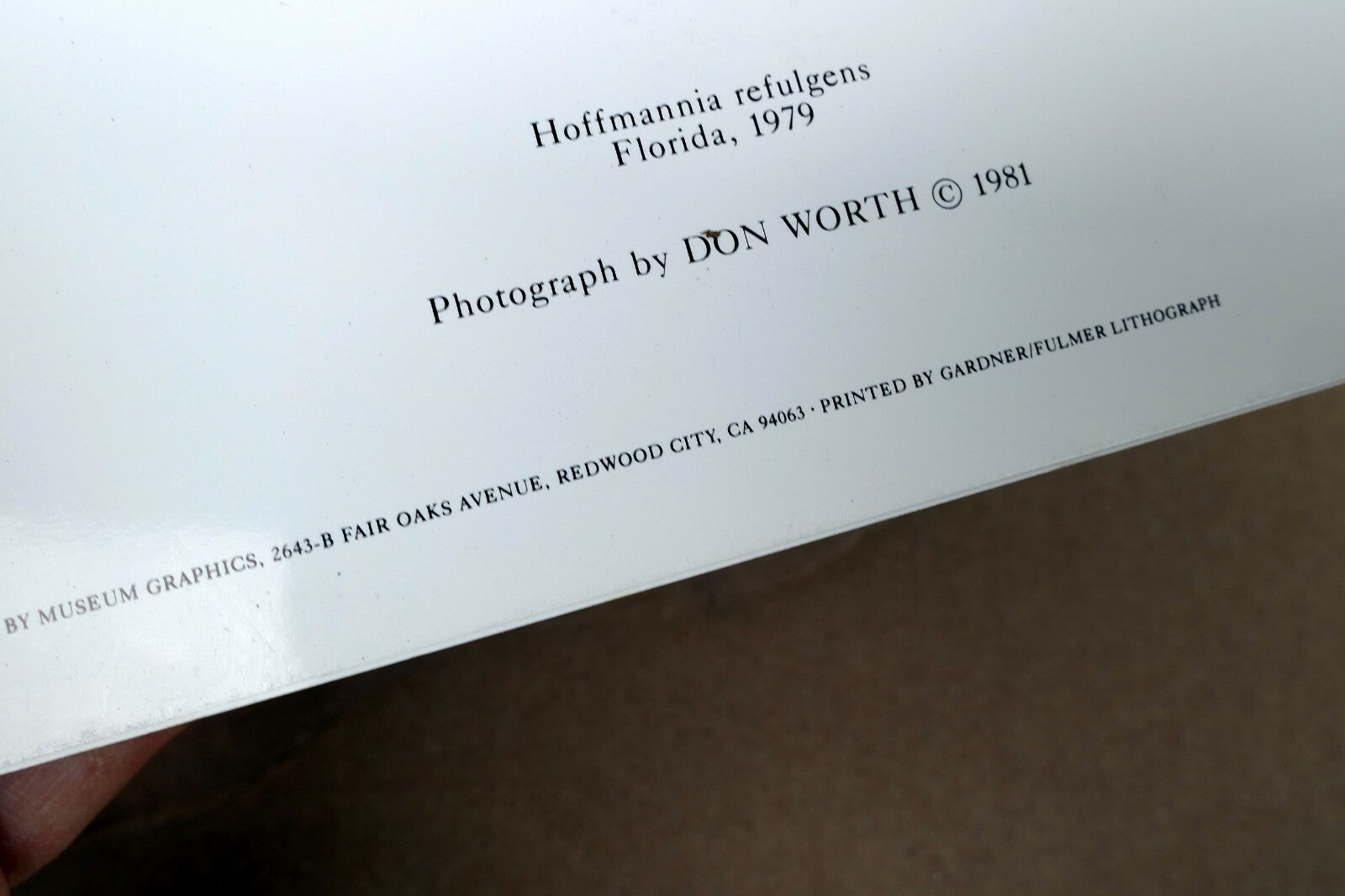 Hoffmannia Refulgens 1979 Photograph by Don Worth Greeting Card D-003 floral