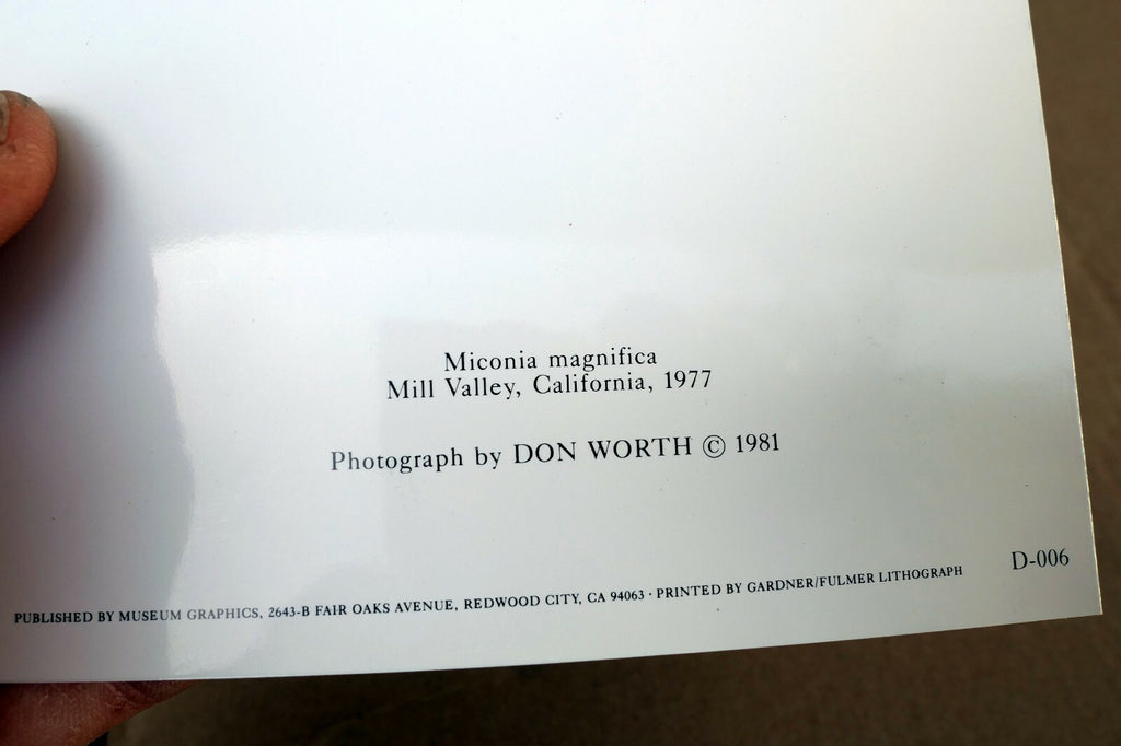 Miconia Magnifica Mill Valley 1977 Photograph by Don Worth D-006 greeting card