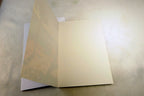 postcard  (unused) south Europe Lone Pine tree sunny beach