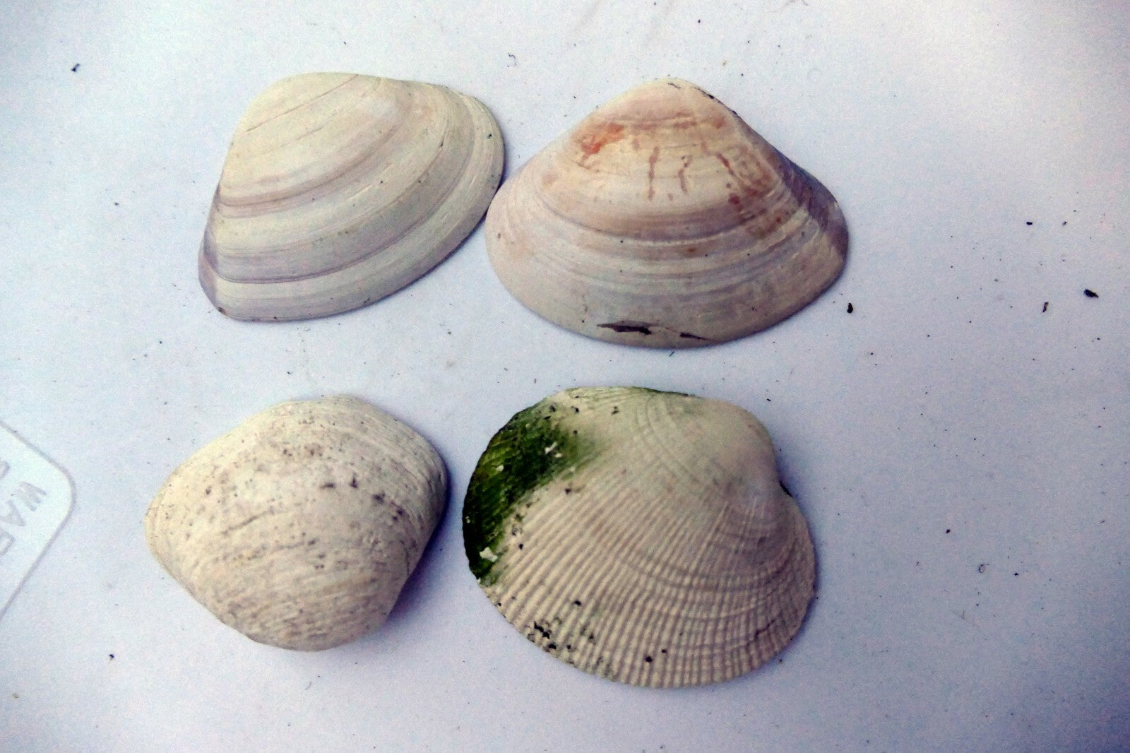 Clam Shell 1.5X1.3" small size Seashell from Ocean sea beach aquarium decor 