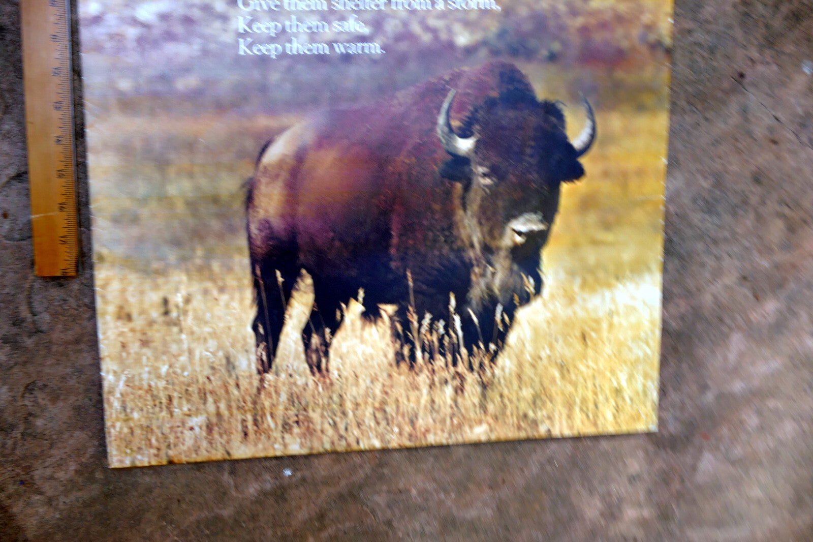 BLESS THE BEAST AND THE CHILDREN Poster with Buffalo Spingbok 1971 wall hanging
