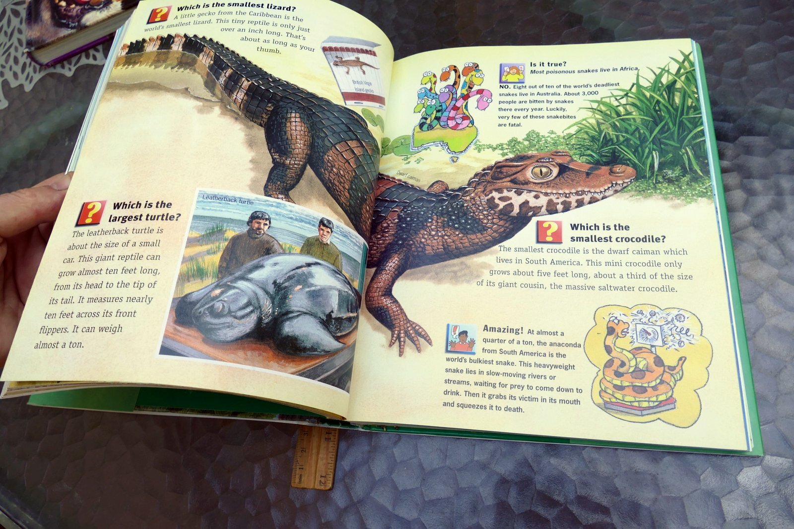 Questions and Answers Wild Wild World (Hardcover) Book Dangerous Exciting Animal