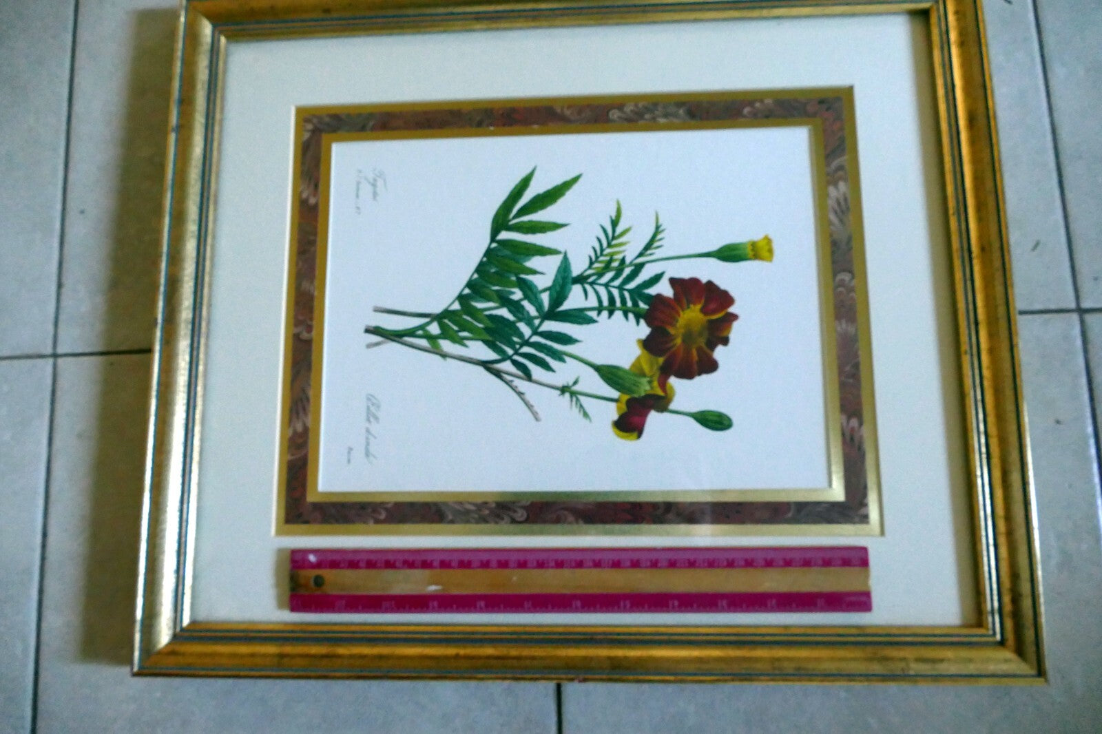 Pierre Joseph Redouté Botanical Double Matted Framed Art oeillet d'inde bessin