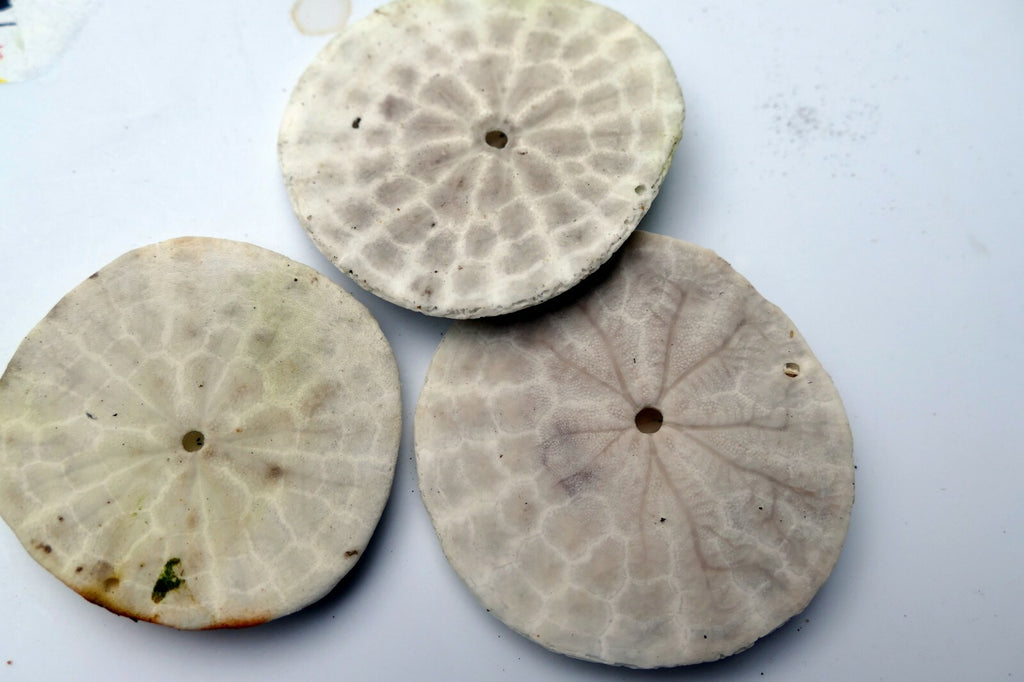 Sand dollar Shell 2.5" pacific Ocean California beach aquarium decor imperfect