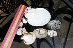 7oz  lot of Ocean Shell Seashell Corral California San Francisco for Fish Tank