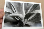 1976 Succulent Flower Agave Attenuata Photograph by Don Worth POSTCARD DW-4