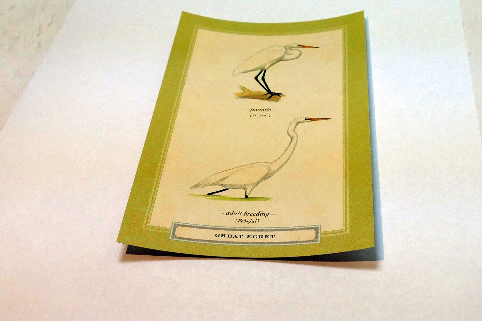 Great Egret white  Postcard Bird by David Sibley - unposted , new