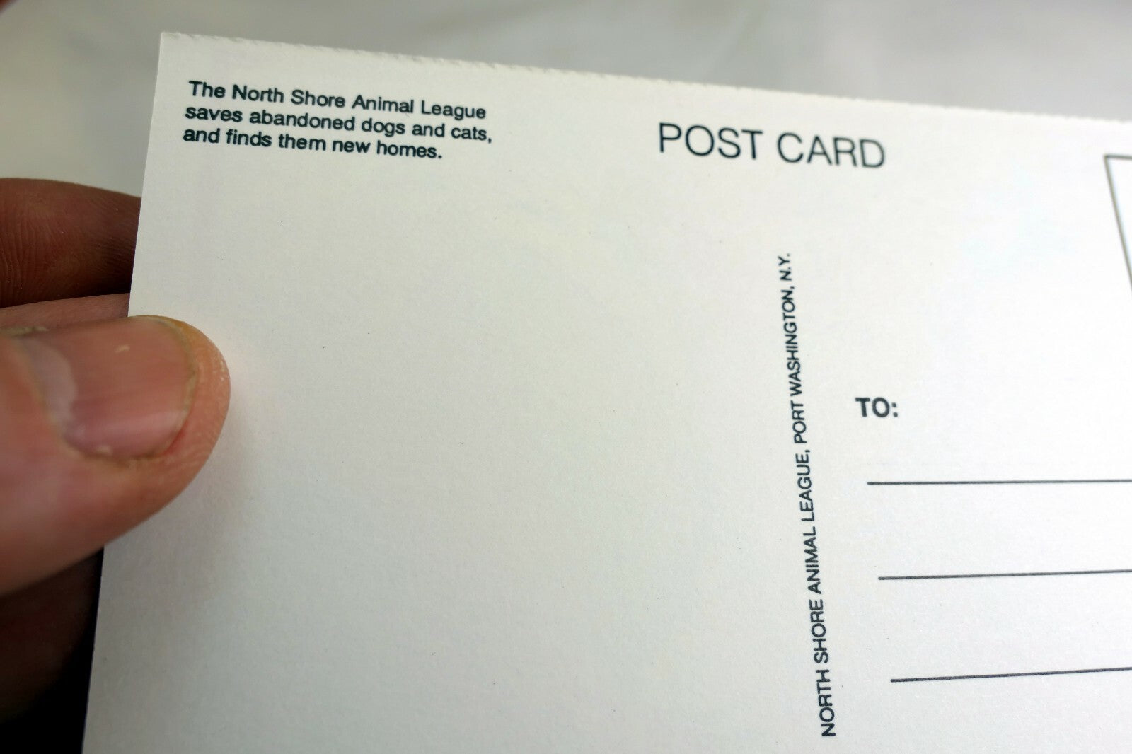 Hello! Postcard Animal Shelter North Shore League Adopt a Pet Kitten Cat vintage