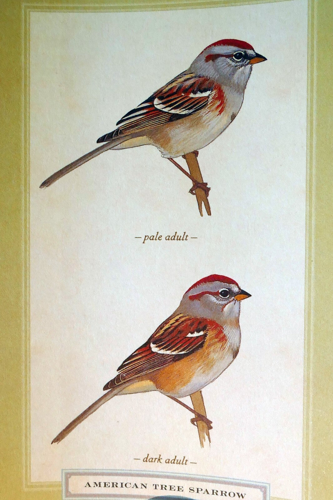 American tree sparrow postcard bird by david sibley   unposted , new