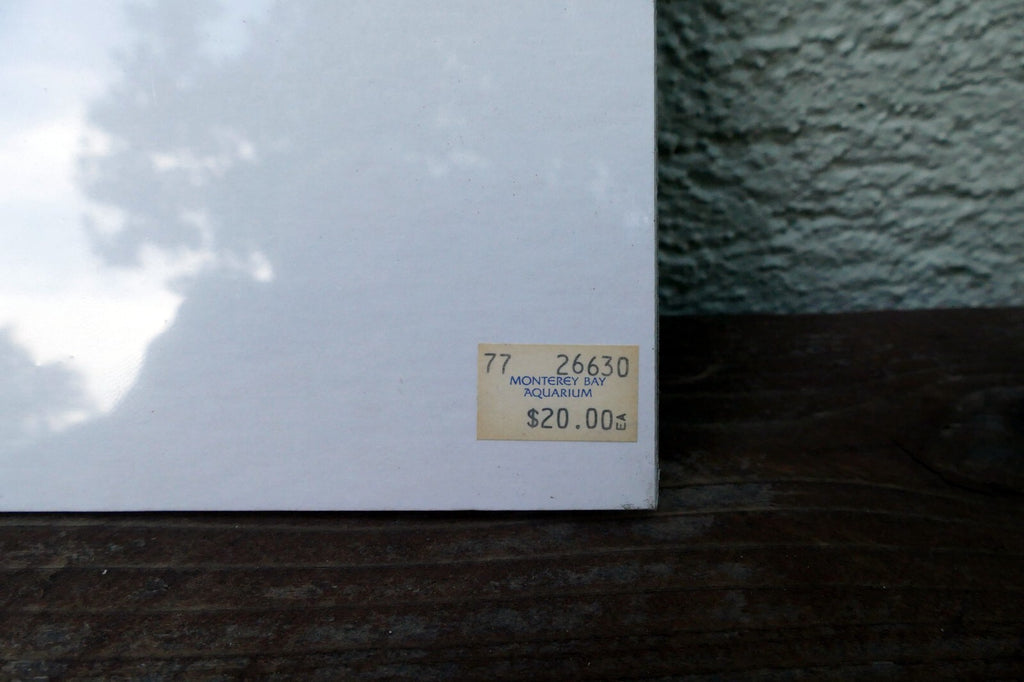 3X18" shorebirds pelicans flying Print R. folk NWS