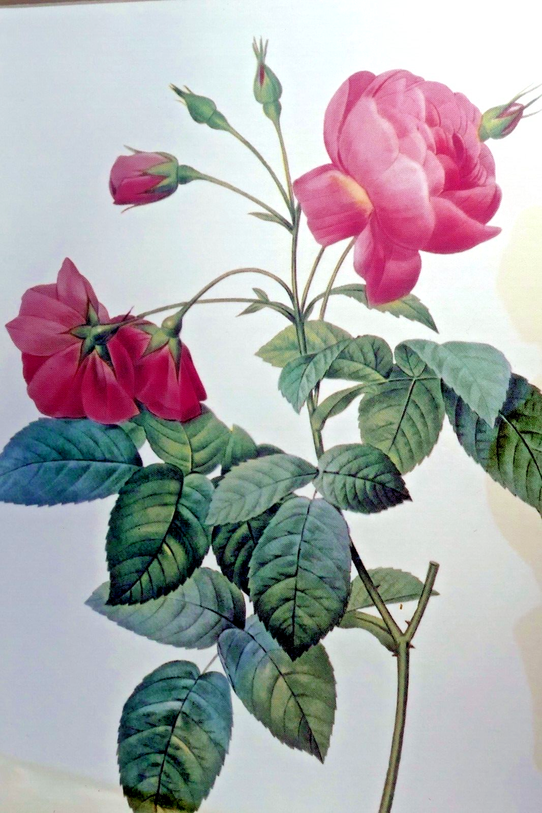 P.j. redoute roses "rosa reclinata flore submultiplici" print framed w/ glass