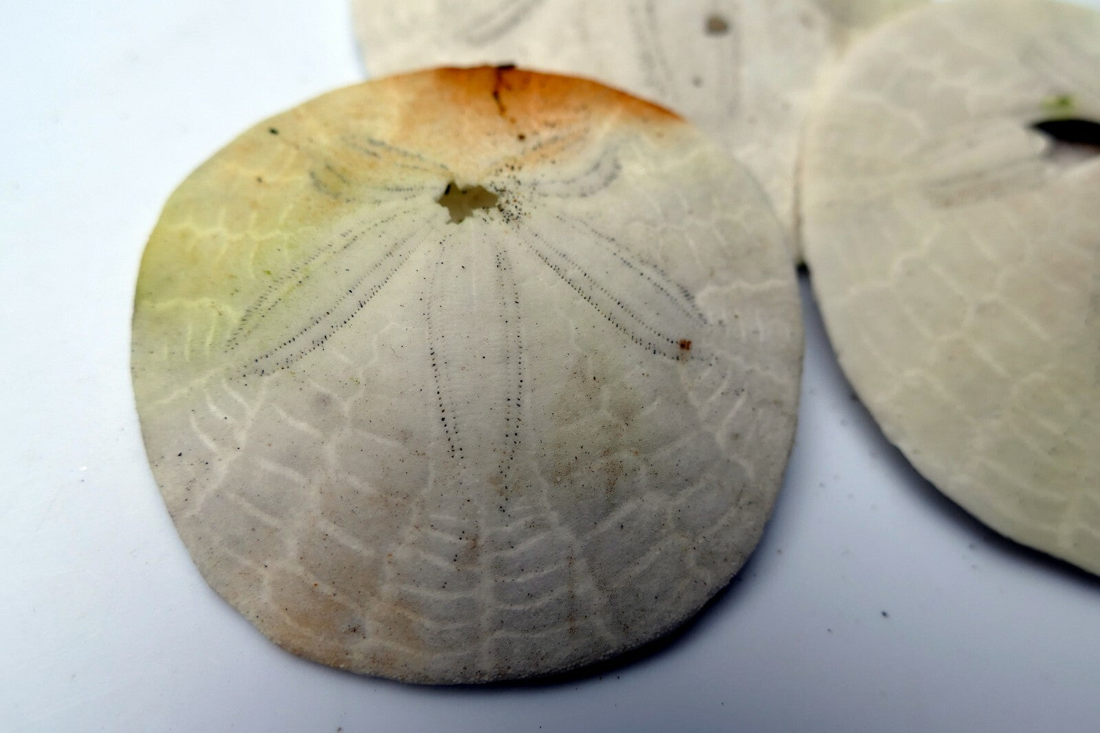 Sand dollar Shell 2.5" pacific Ocean California beach aquarium decor imperfect