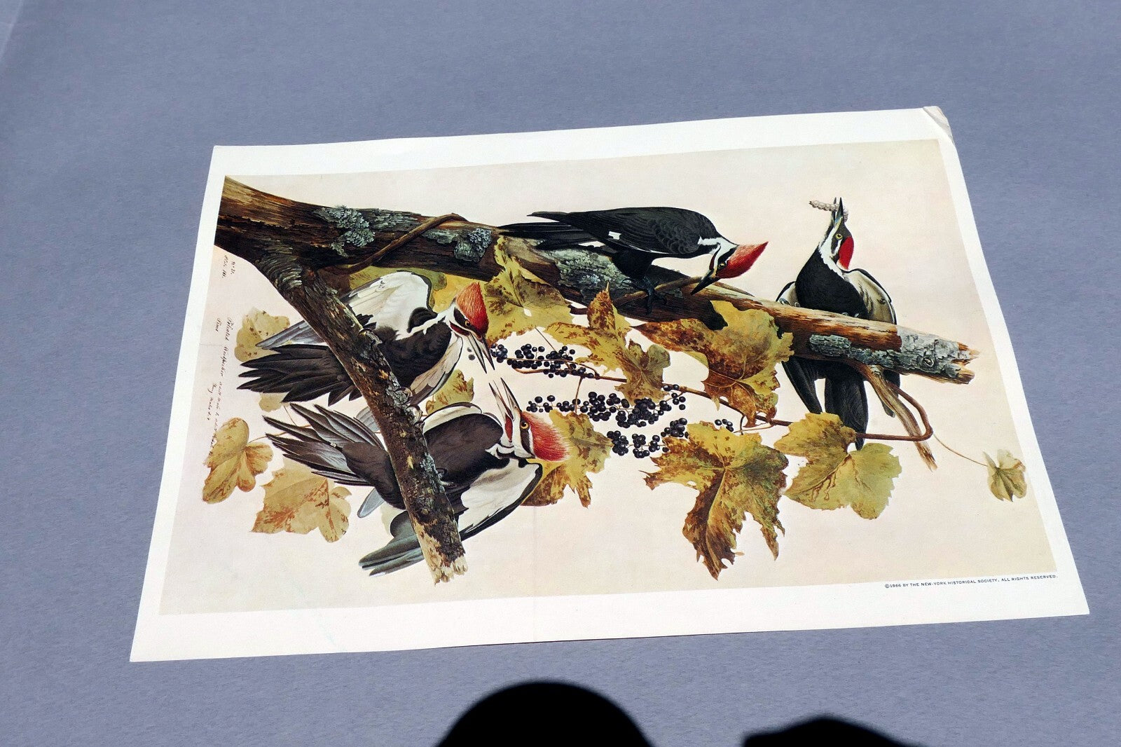 John James Audubon Folio Plate #111 Pileated Woodpecker 7X11" small 1966 reprint