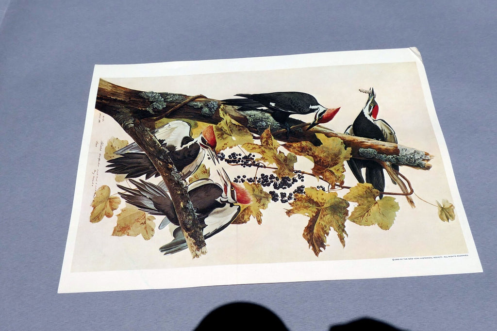 John James Audubon Folio Plate #111 Pileated Woodpecker 7X11" small 1966 reprint