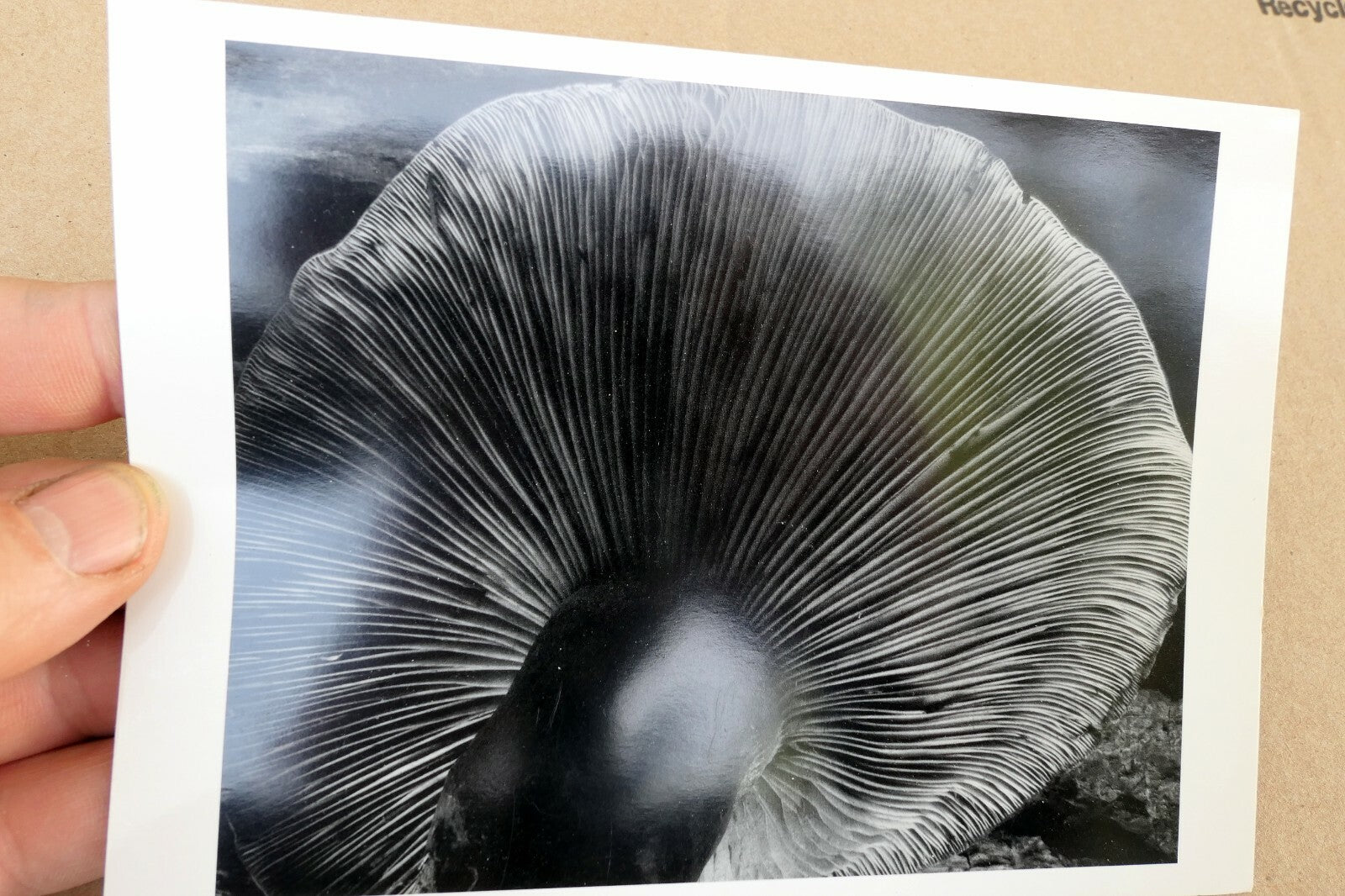 Toadstool 1931 4-FU Photograph by Edward Weston greeting card W-008-85