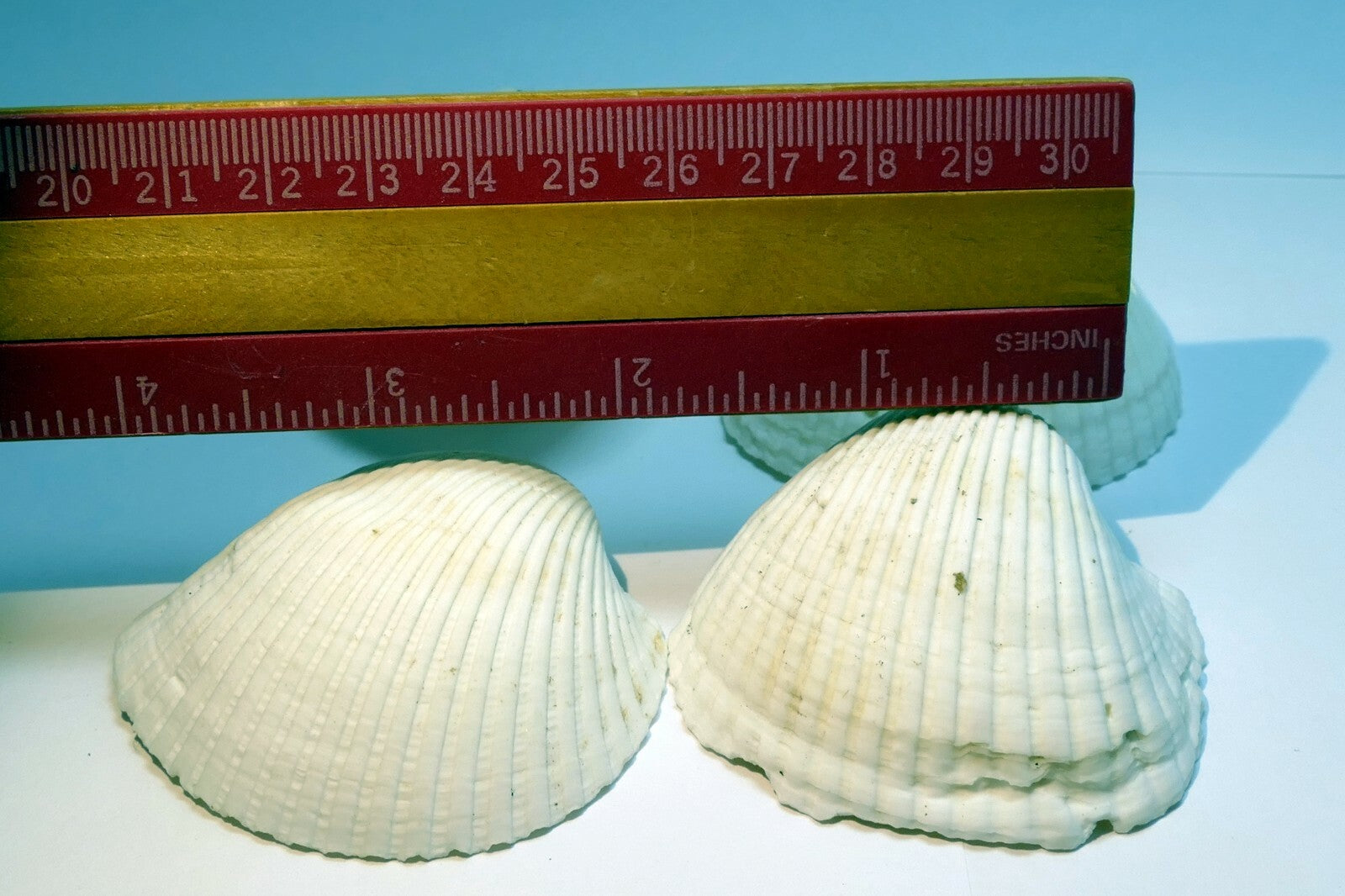 White Ark Shell Seashell beach decor clam medium 2X2" clam cockle sea