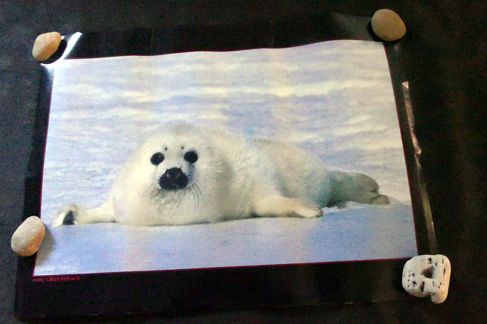 Greenpeace Save The Seal Pup 1983 warming ocean ice float poster 17X24"