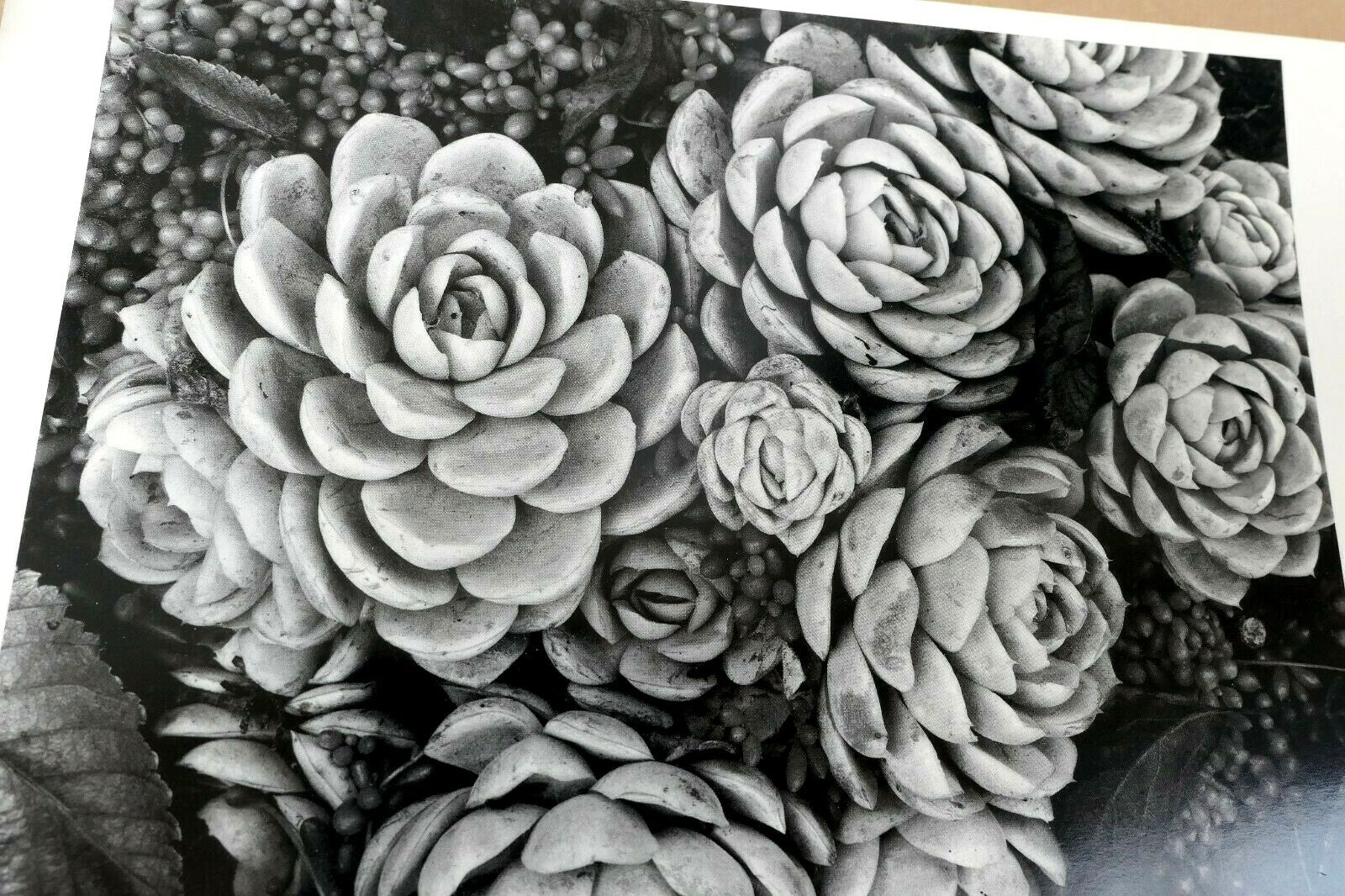 1958 succulent flower blossom photograph by don worth greeting card d 007 floral