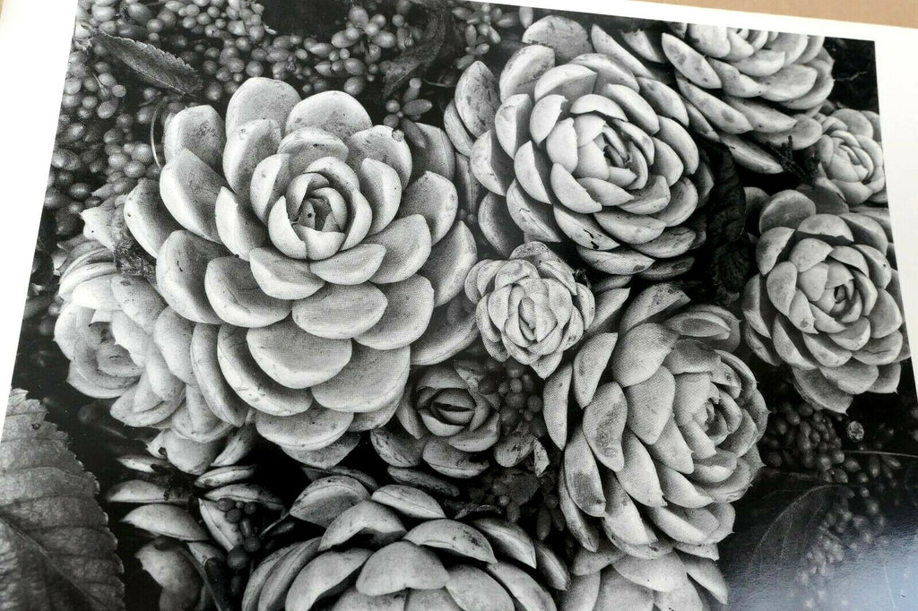 1958 succulent flower blossom photograph by don worth greeting card d 007 floral