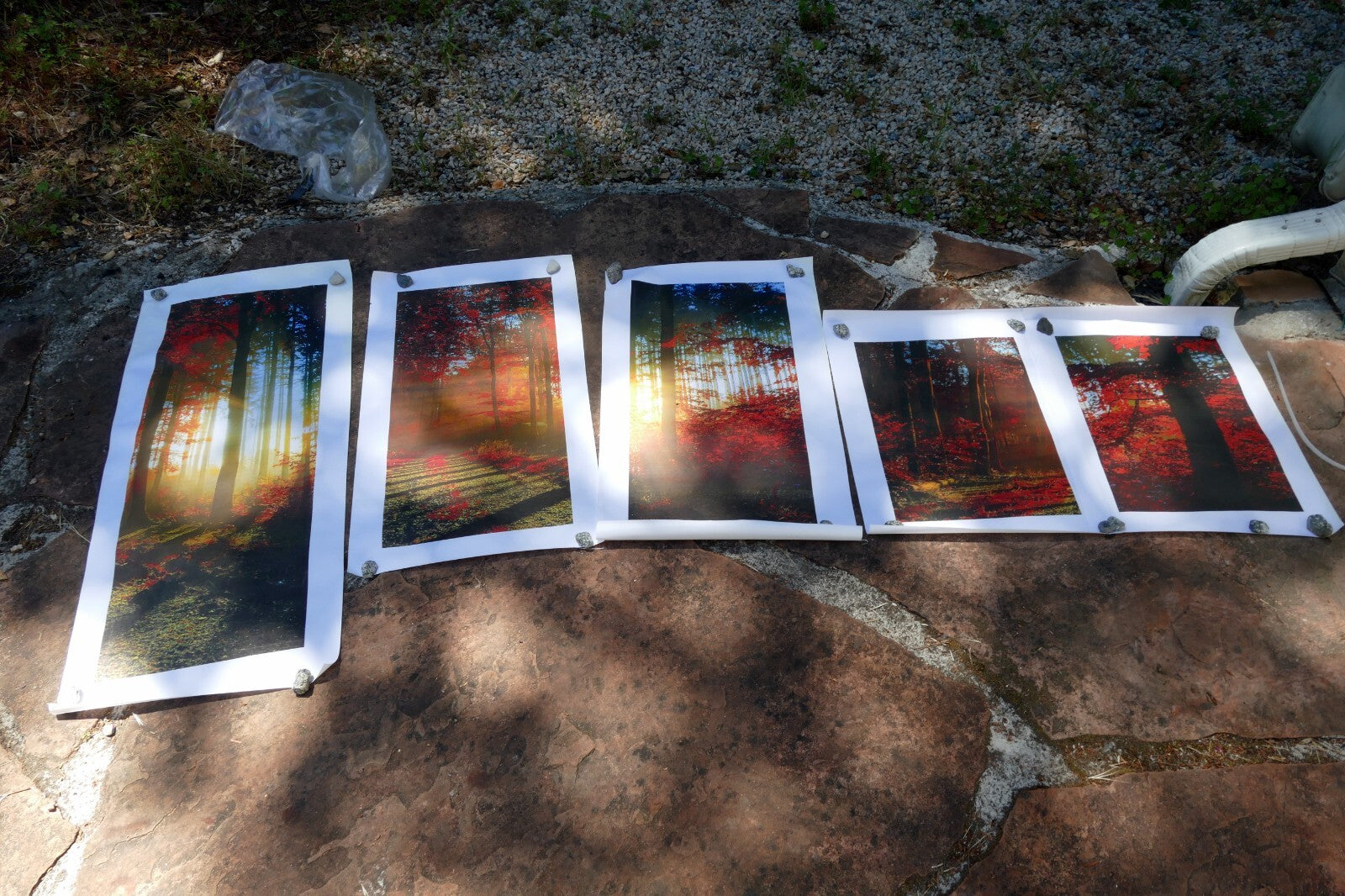 5 Piece Forest print 20" 24" 36" foggy fall foliage morning sun rising wall art