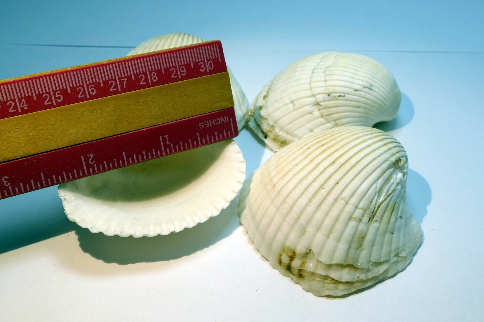 White Ark Shell Seashell beach decor clam large 2.5X2.5" clam cockle sea