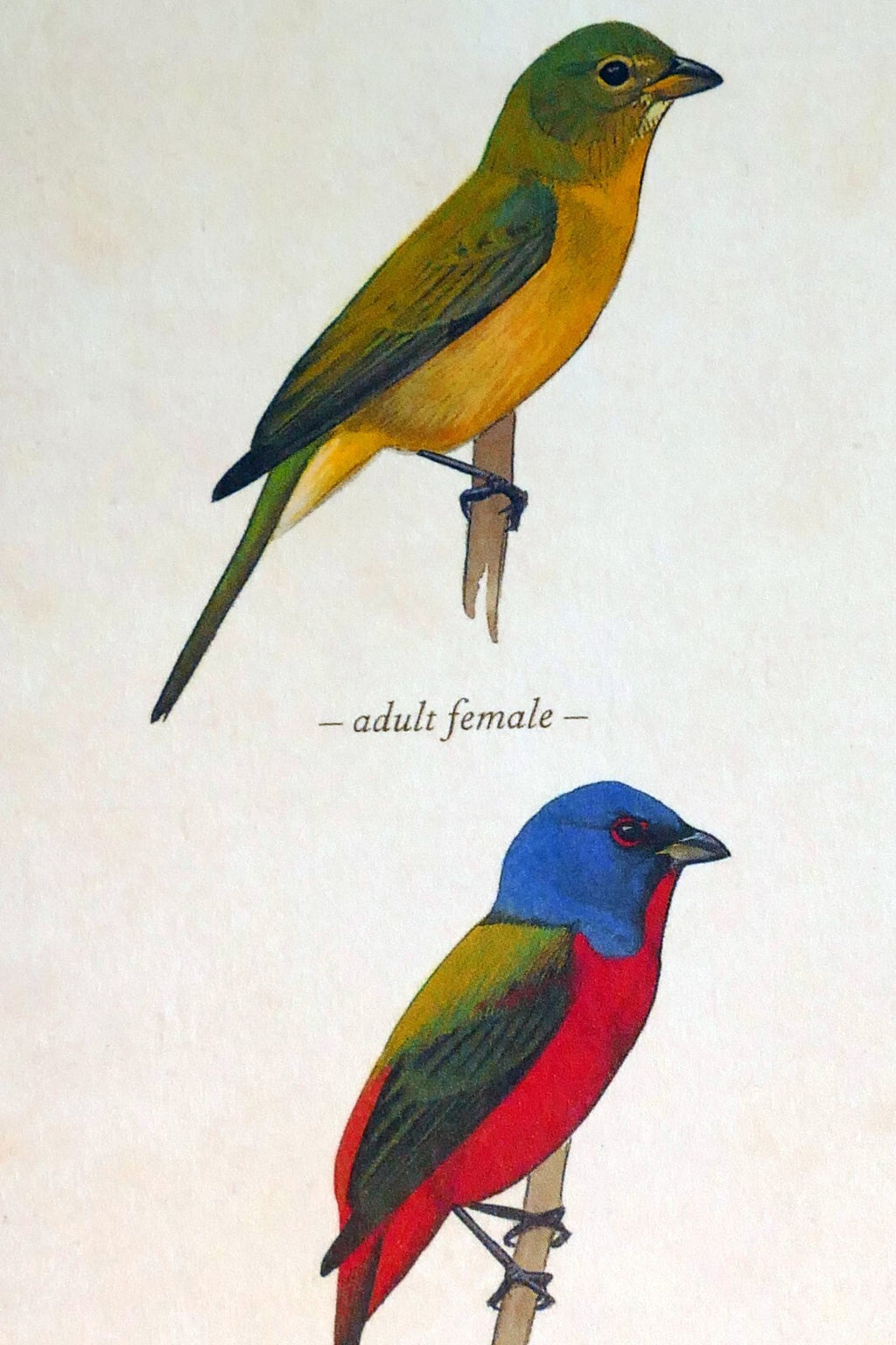Postcard painted bunting bird by david sibley   unposted , new