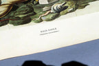 1966 Audubon Print  Bald Eagle plate 14, bird print poster 20X26"